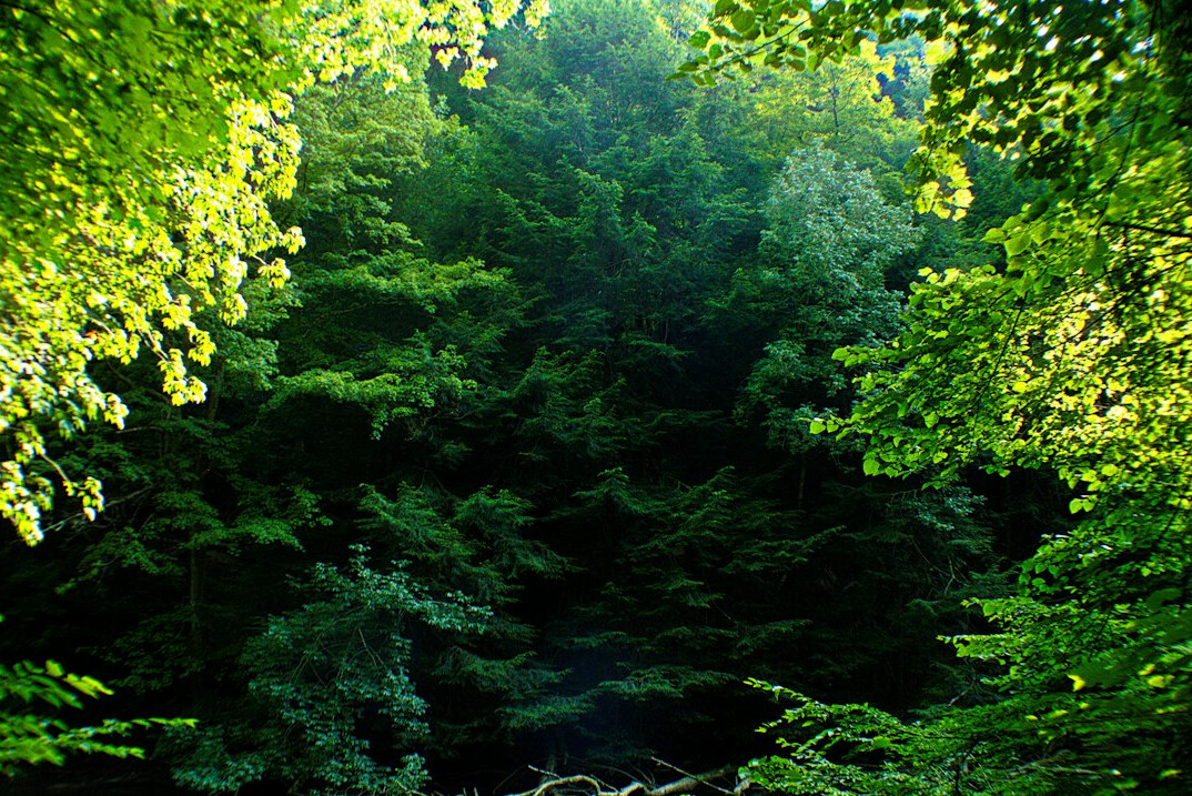 Sunlight through a green forest